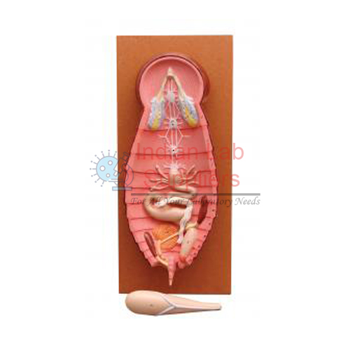 Cockroach Dissection Male Model