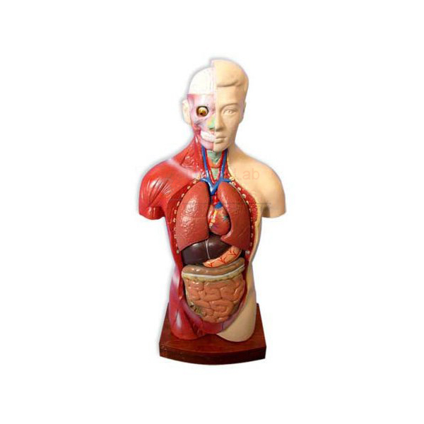 Human Torso Model, Full size 9 Parts