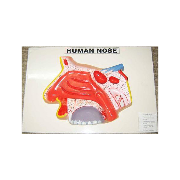 Human Nose Model