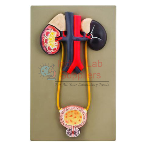 Human Urinary Bladder Model