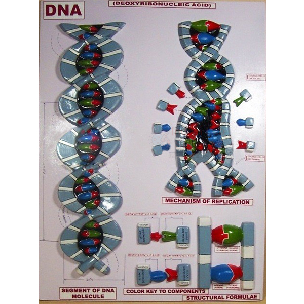 DNA Model on Base