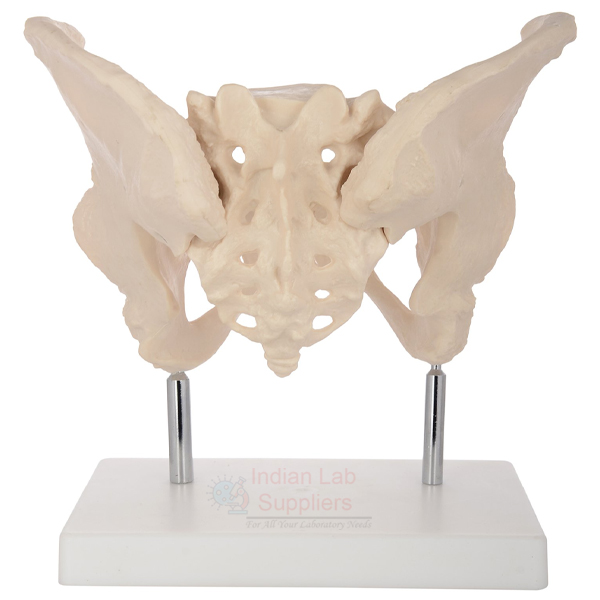 Human Adult Female Pelvis Structural Model