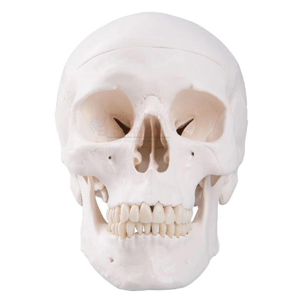Human Skull Model