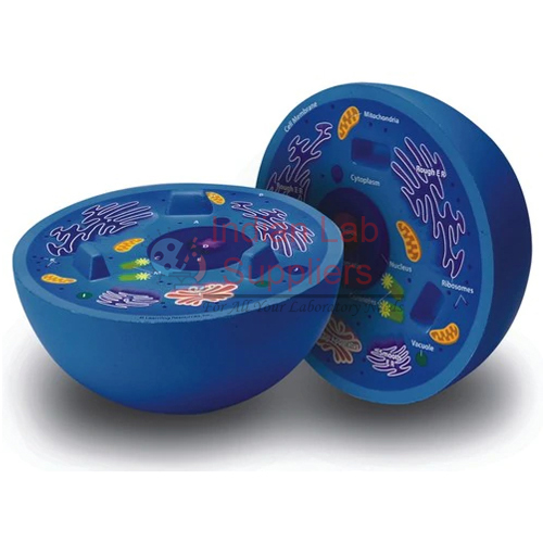 Animal Cell Model