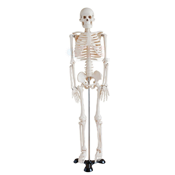 Mini Human Skeleton Model