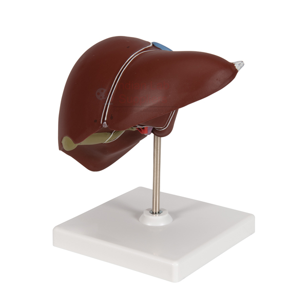 Human Liver With Gall Bladder Model