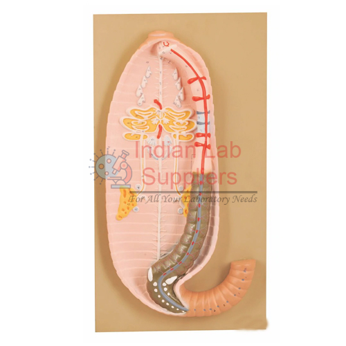 Earthworm Dissection (Pheretima posthuma) Model