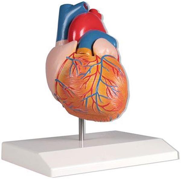 Human Heart Model