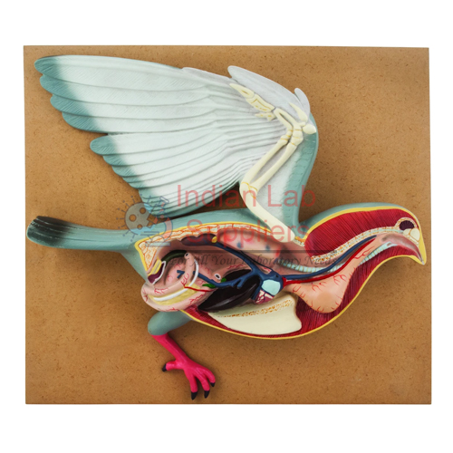 Bird Dissection - Pigeon Model