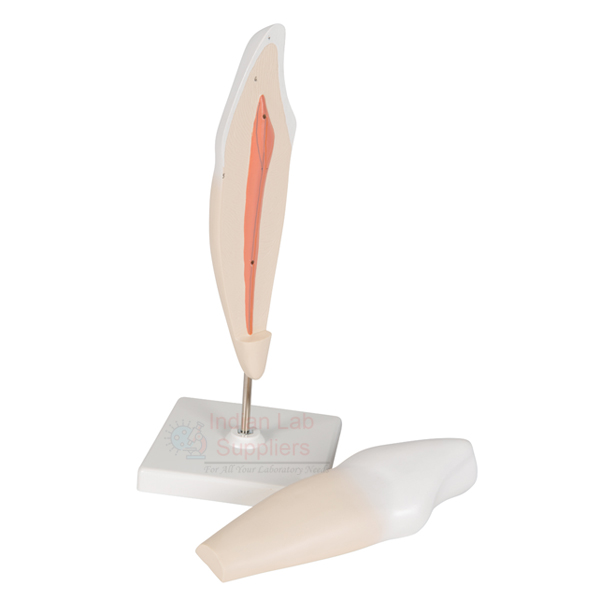 Human Teeth Model, Incisor