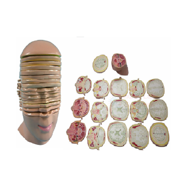 Head And Neck Model, Horizontal Shears