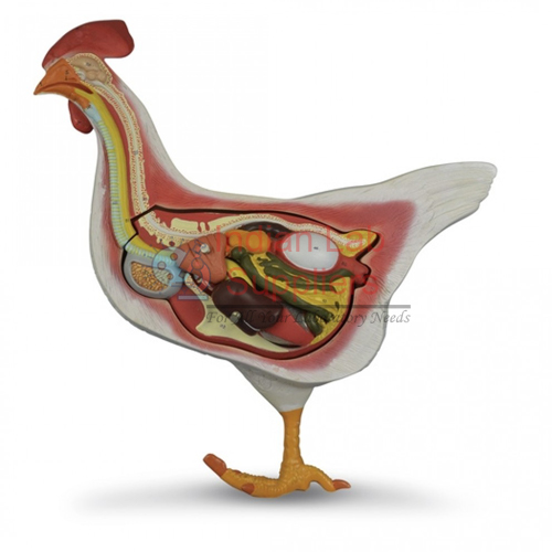 Hen Anatomy Model