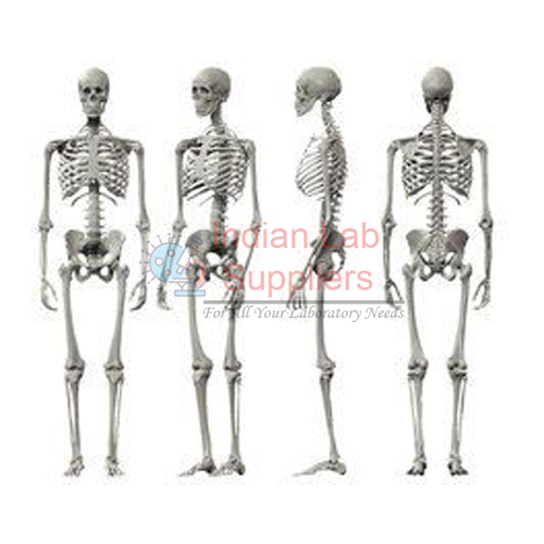 Human Skeleton