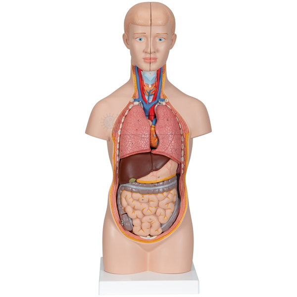 Human Torso Model, Mini