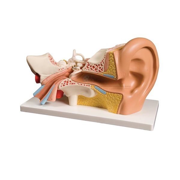 Ear Model, PVC Plastic