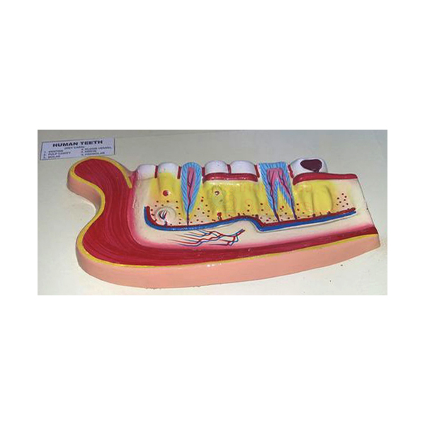 Human Teeth Model, Lower Jaw