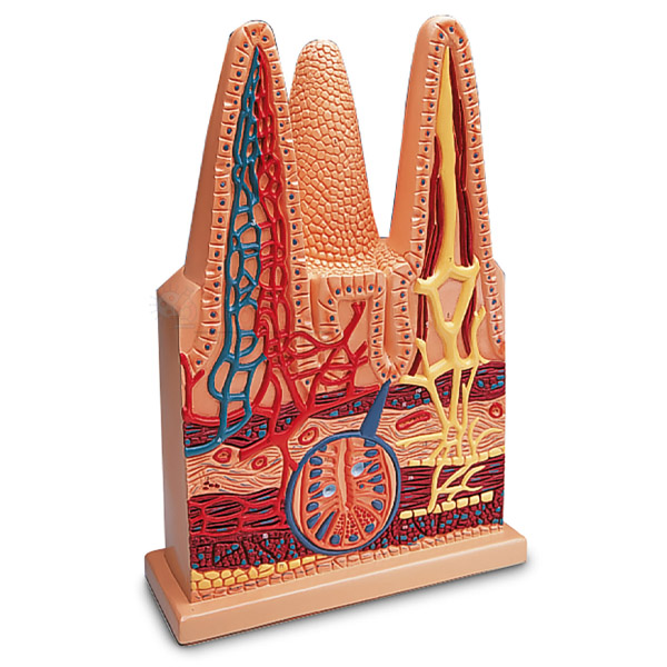 Human Intestinal Villus Model