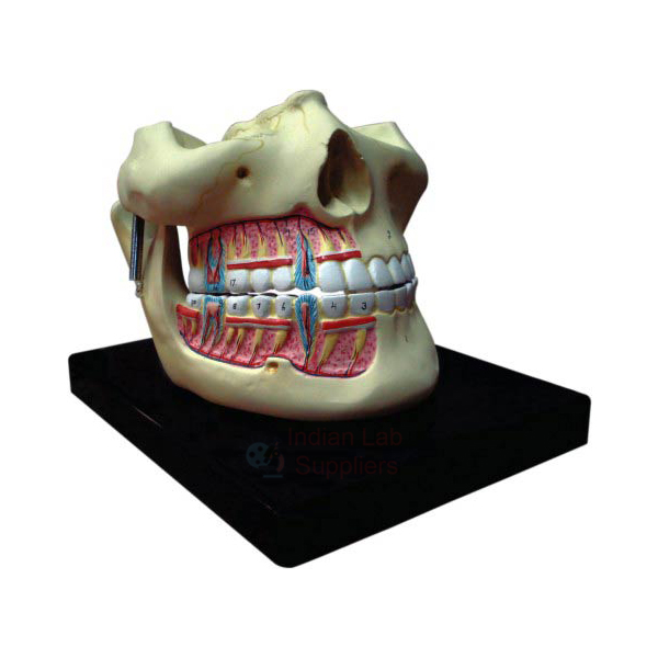 Human Teeth Model, Upper and Lower Jaw with Partial Skull