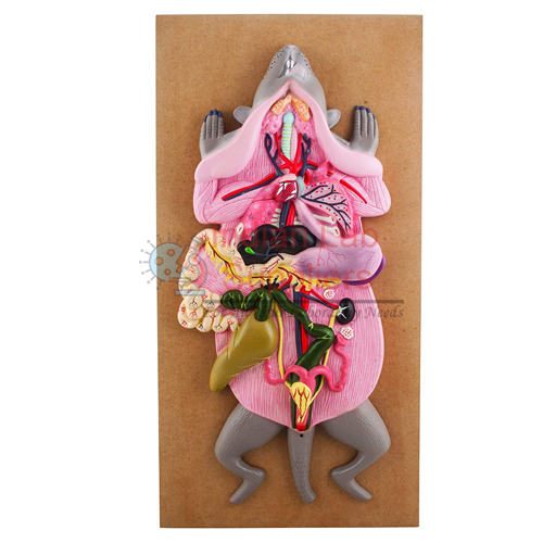 Rat Dissection Female Model