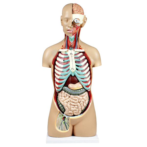 Human Sexless Torso 14 parts