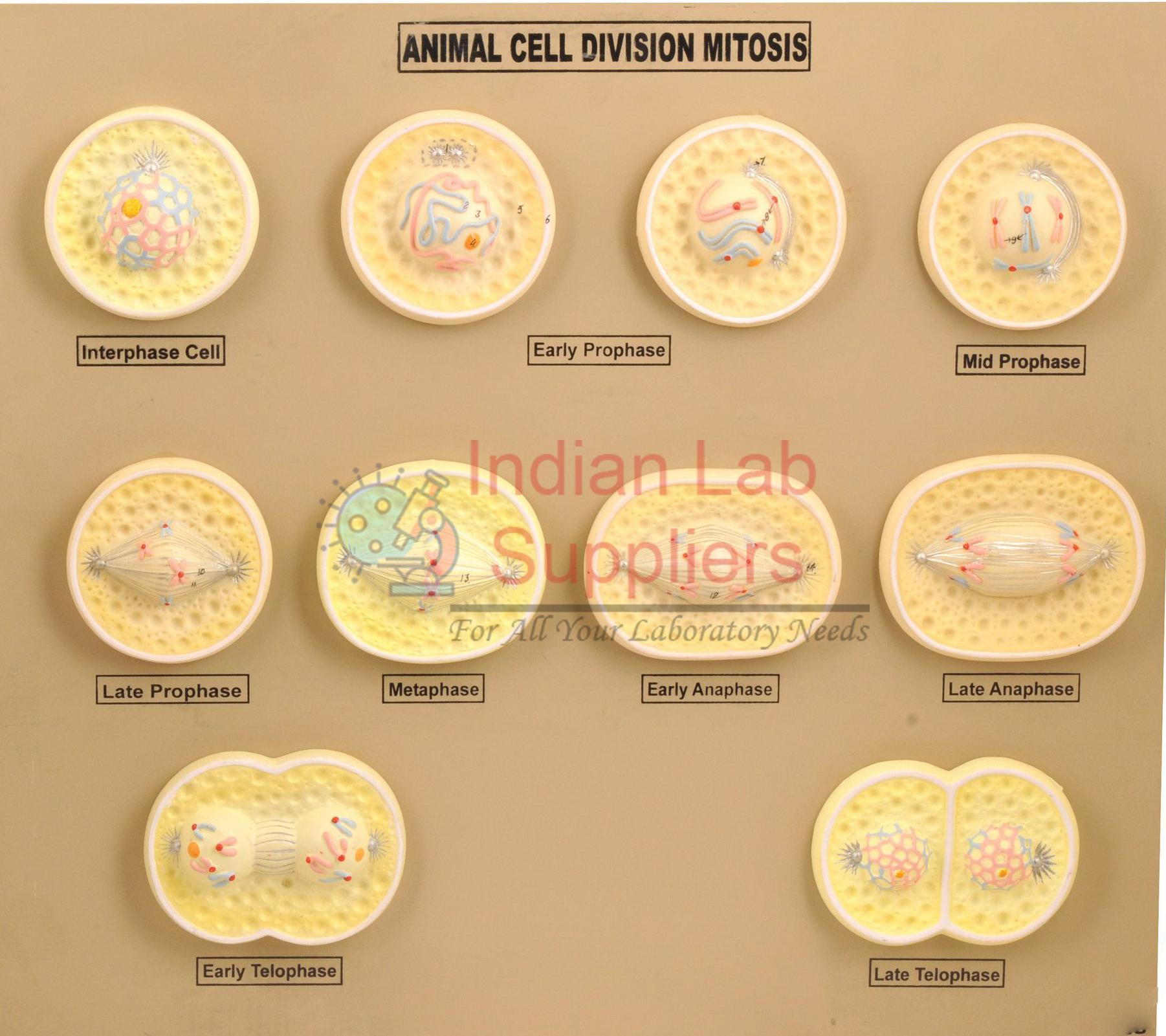 Animal Cell Division Mitosis Model