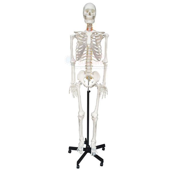 Human Skeleton Model, Life Size PVC