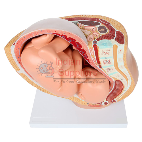 Pregnancy Pelvis with Mature Fetus