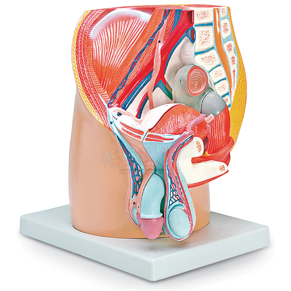 Human Male Half Pelvis Model