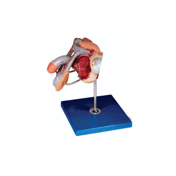 Human Male Genital Organs Model