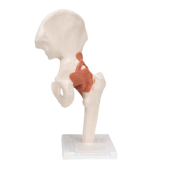 Human Hip Joint Model