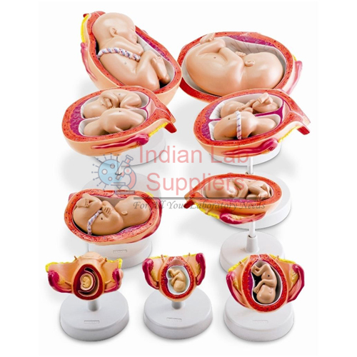 Pregnancy Model Set