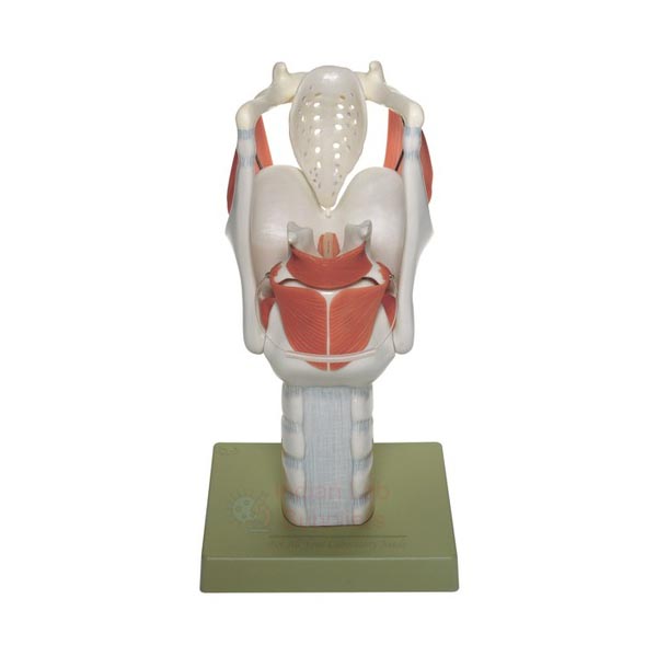 Human Larynx Model