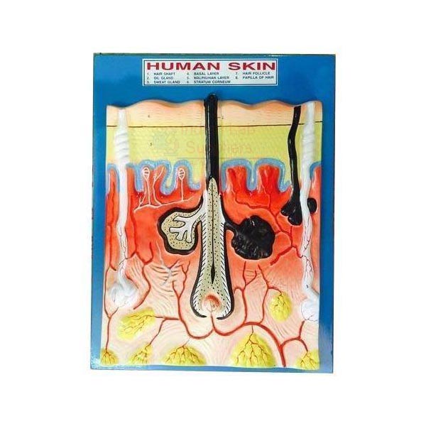 Human Skin Model