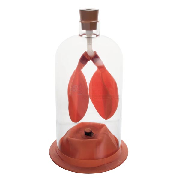 Human Lung Demonstration Model