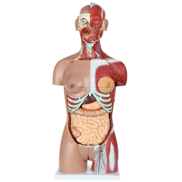 Human Torso Unisex 12 parts