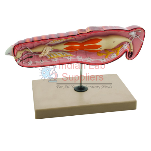 Locust Anatomy Model