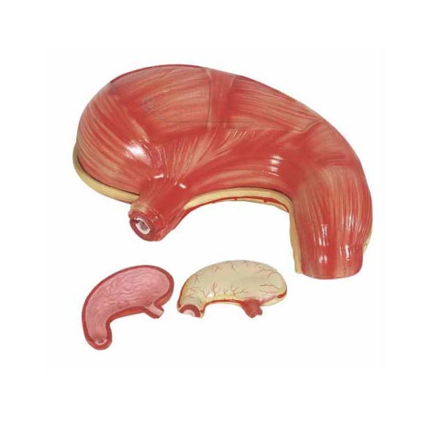 Human Stomach Model
