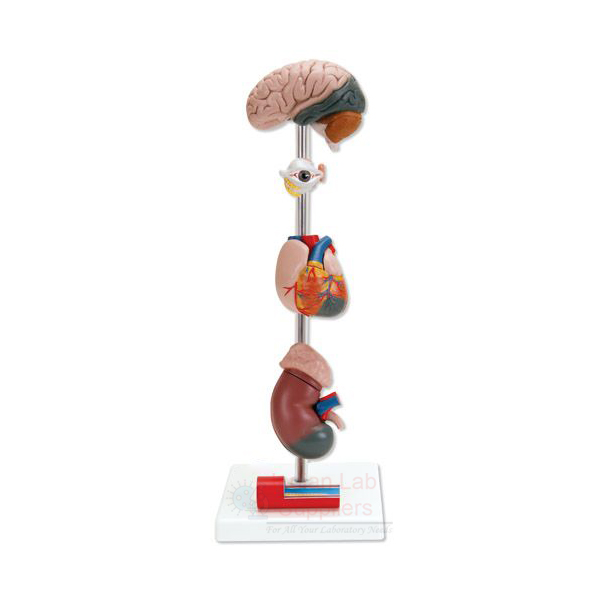 Human Hypertension Model, 6 Parts