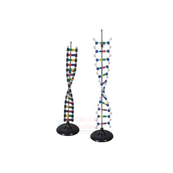 DNA Structure Model, Simulation Kit