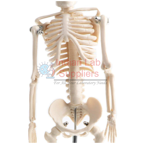 Skeleton of the Human Trunk