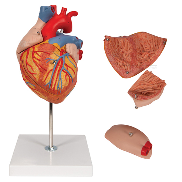 Human Heart Model 4 Parts
