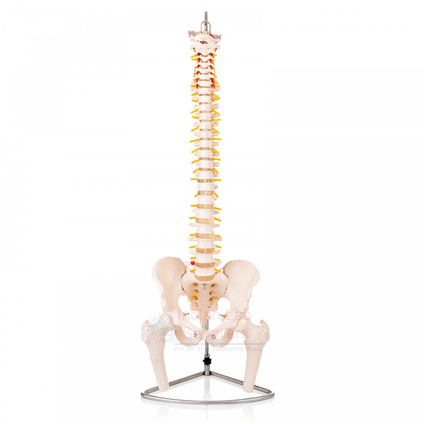 Human Vertebral Model With Pelvis &amp; Femur Heads