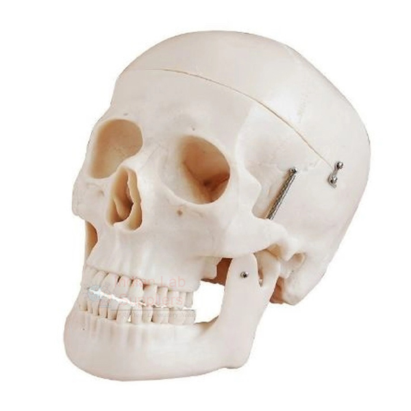 Plastic Human Skull Model