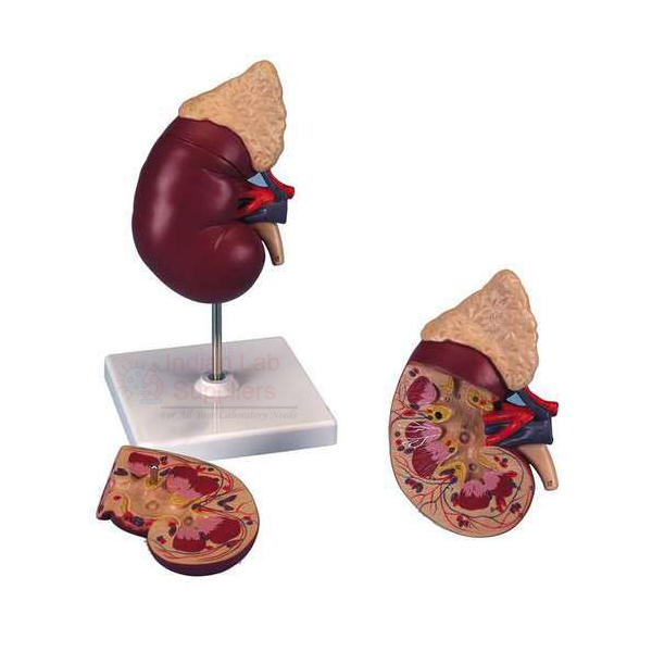 Human Kidney On Stand Model