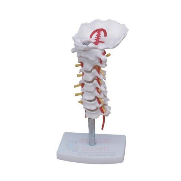 Human Cervical Spinal Column Model