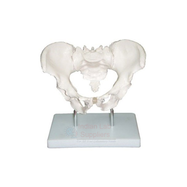 Human Adult Male Pelvis Structural Model