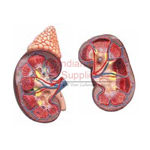 Kidney Model