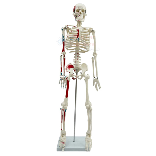 Medium Human Skeleton Model, Painted