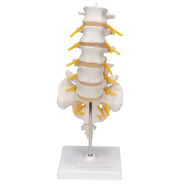 Human Lumbar Vertebrae Model
