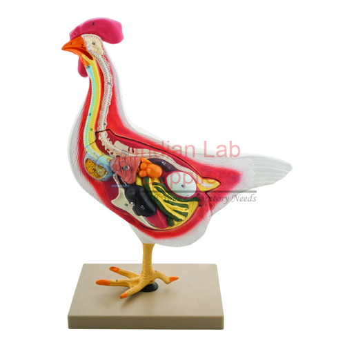 Bird Dissection (Domestic Hen) Model